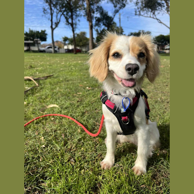 Photo of Elsa   11 Month Old Cavalier X