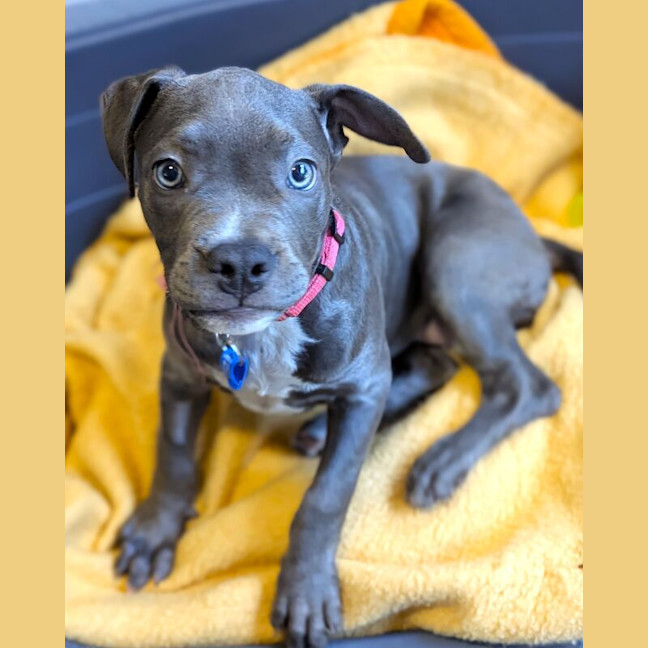 Photo of Bumblebee