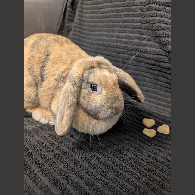 Photo of Miffy