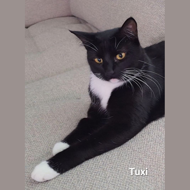 Photo of Tuxie