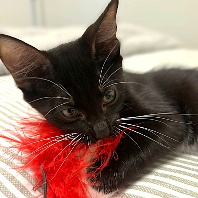 Photo of Juno