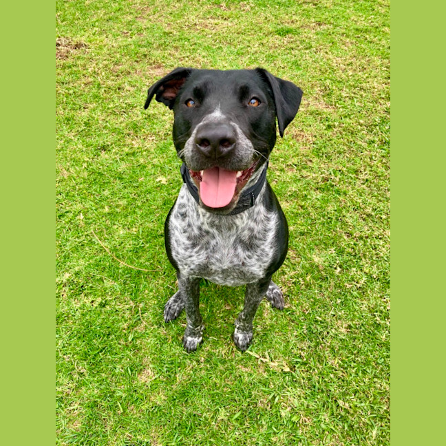 Photo of Archie