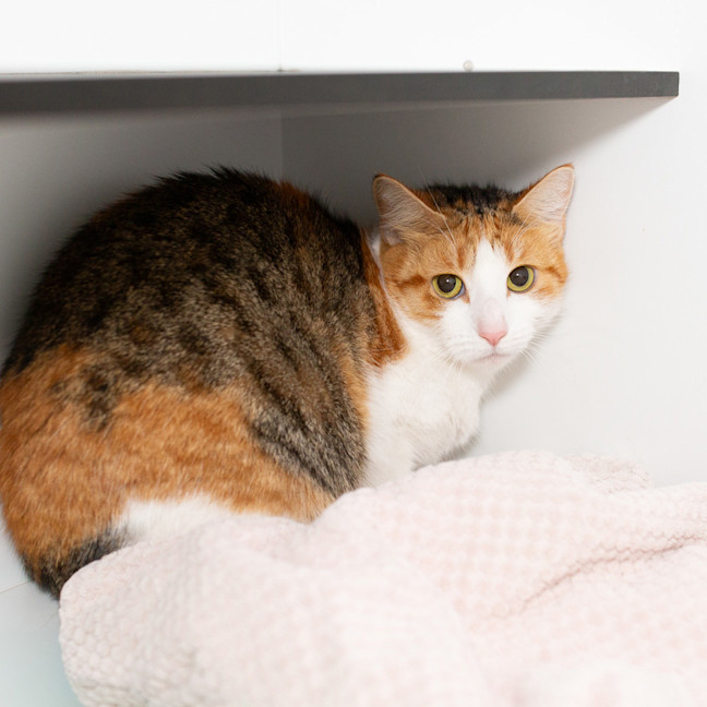 Photo of Ruby