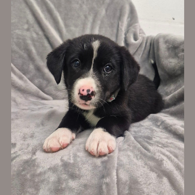 Photo of D1262 Razza