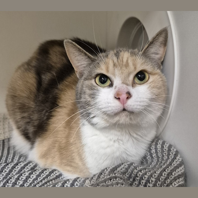Photo of Annie