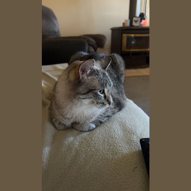 Photo of Tigg (14yrs) & Diesel (9yrs)