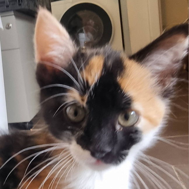 Photo of Little Sis Muffet