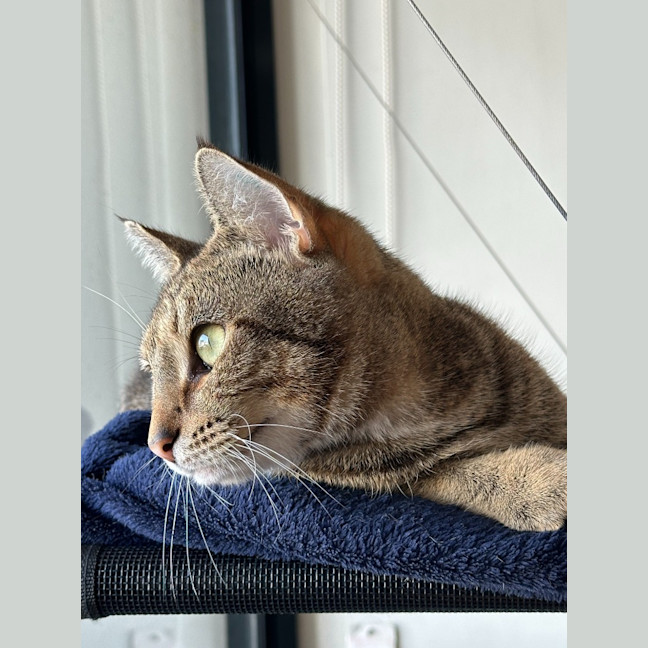 Photo of Cinnamon