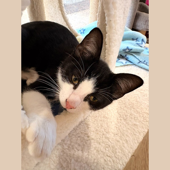 Photo of Alfred 