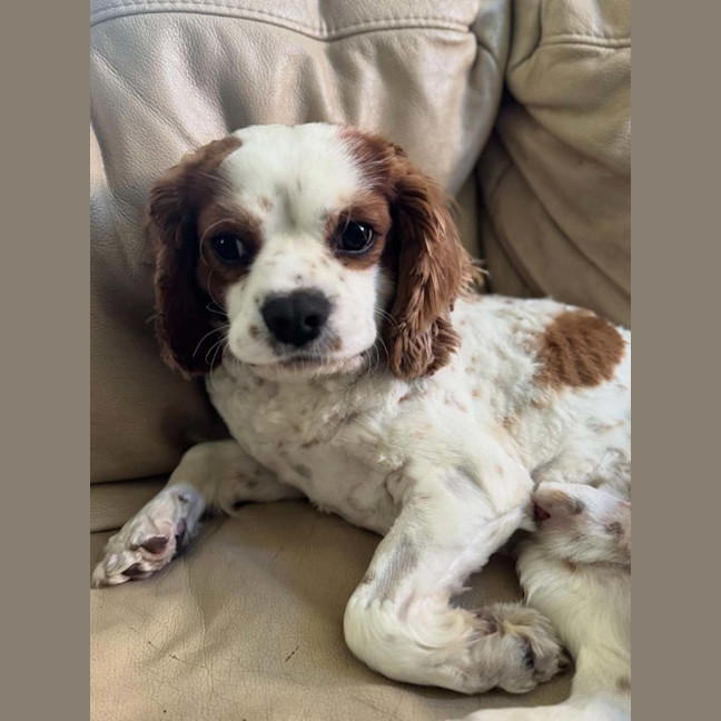 Photo of Teddy