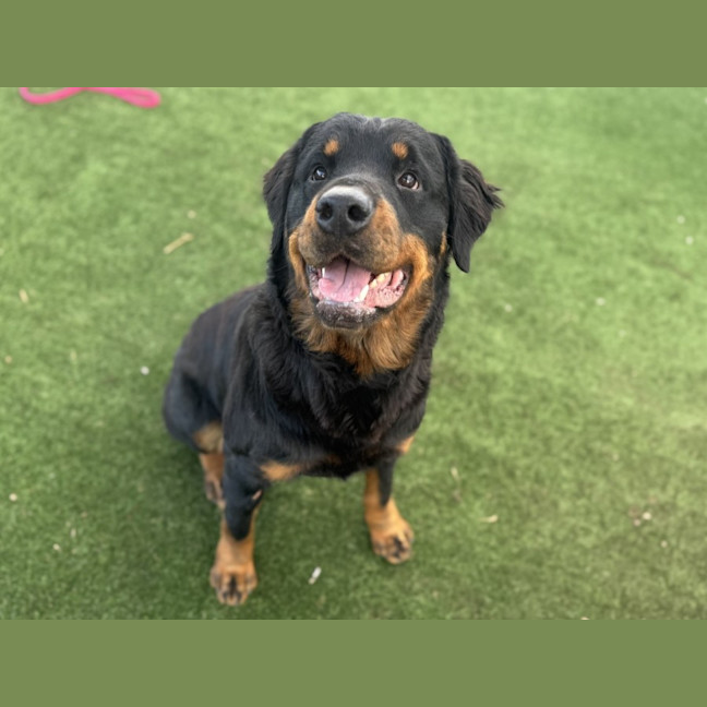 Photo of Blue Imp 1848