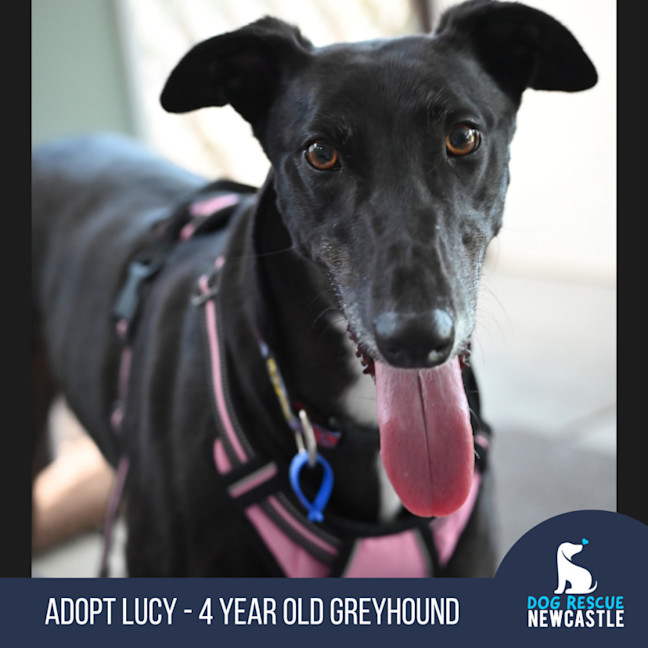 Photo of Lucy   4 Year Old Greyhound