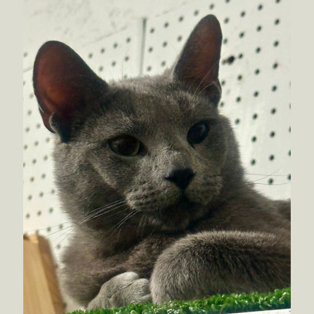 Photo of Sterling 😻🧵🧶