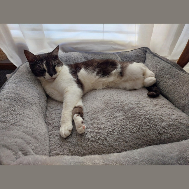 Photo of Lamington