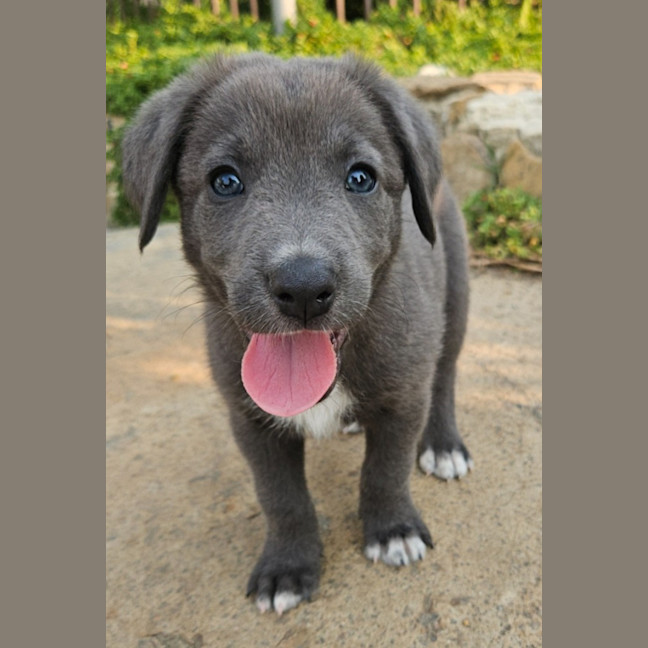 Photo of Toddles 