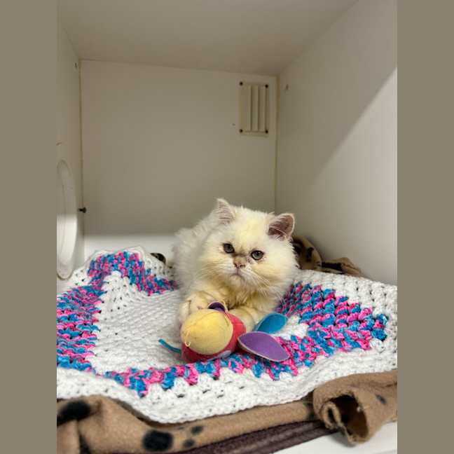Photo of Gemini (Mello)