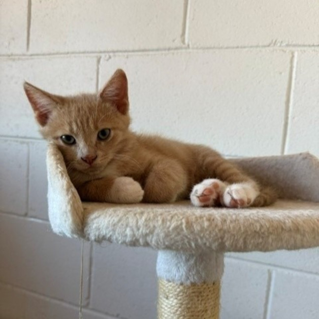 Photo of Bagel