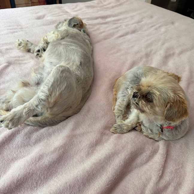 Photo of Ella And Blaze 