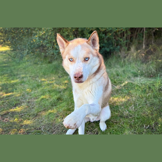 Photo of Chase