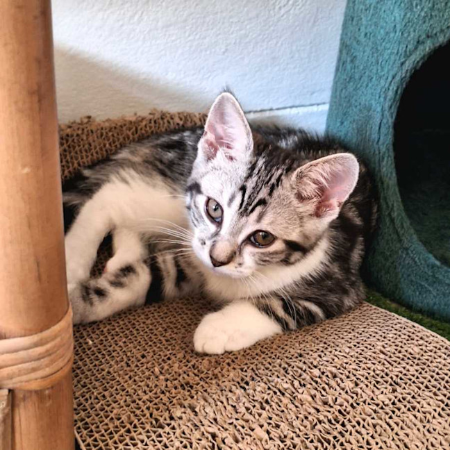 Photo of Tobi