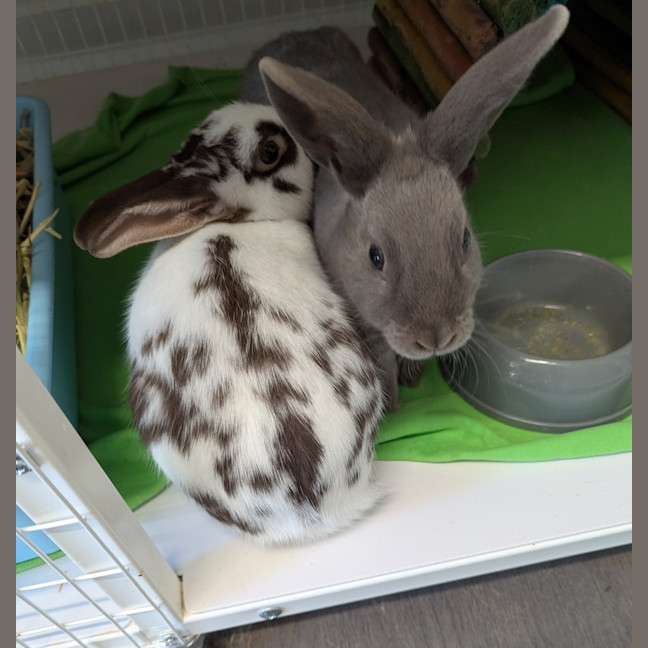 Photo of Buster & Bindi