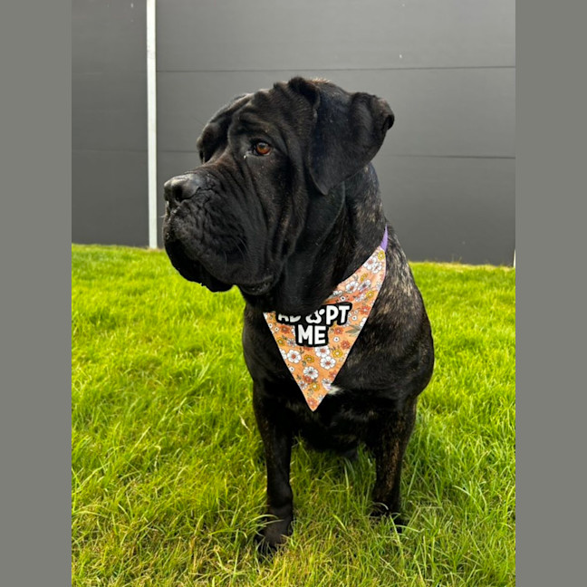 Photo of Billie *$350 Adoption Fee*