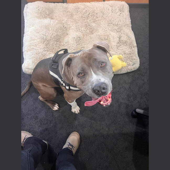 Photo of Oatmeal Cookies