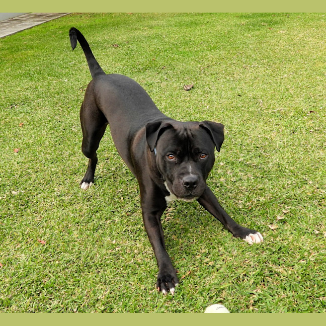 Photo of Buddy