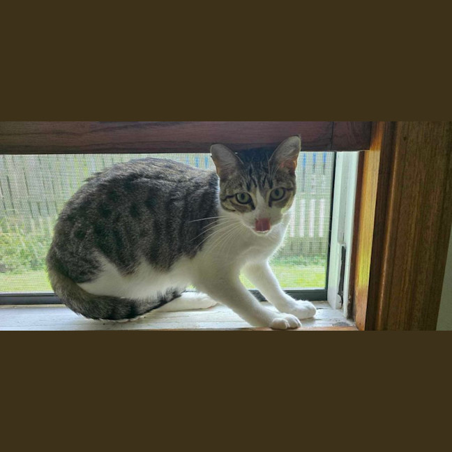 Photo of Skittles