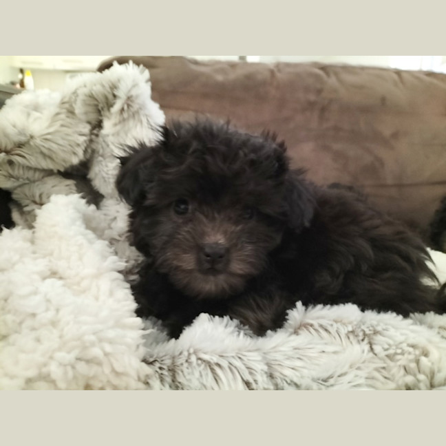 Photo of Jennika