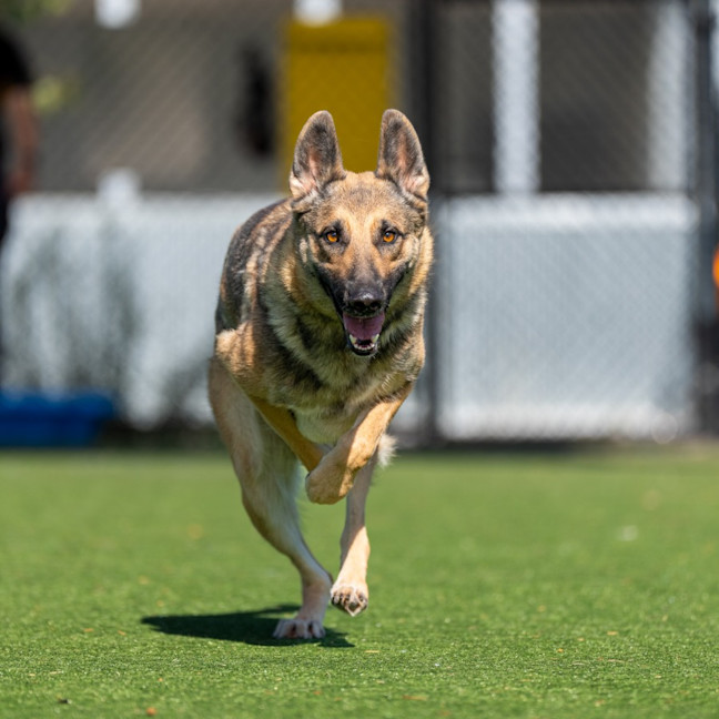 Photo of Stella Imp 10