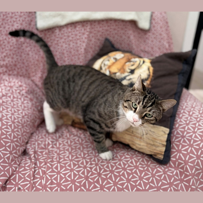 Photo of Wolf (8876)