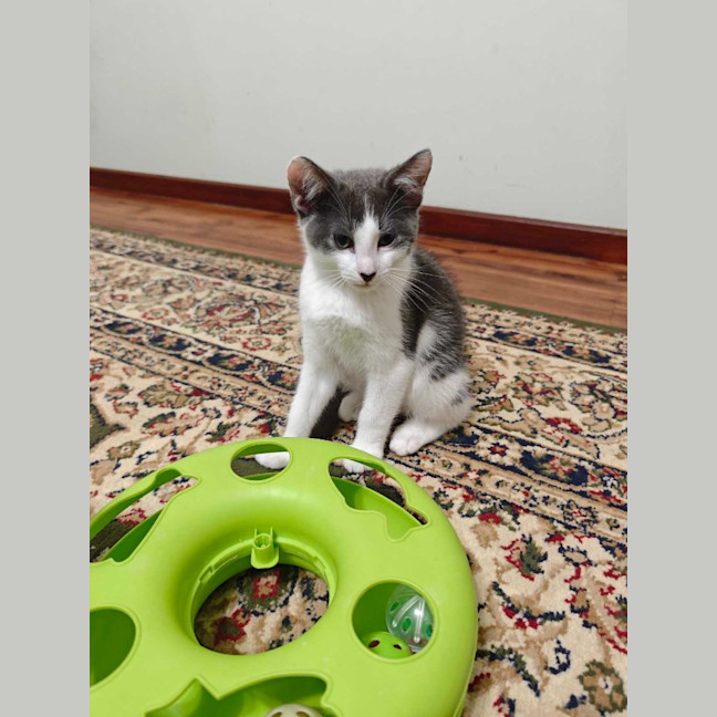 Photo of Toby