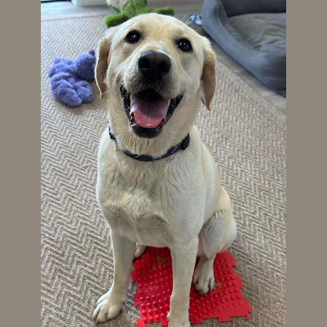 Photo of Cotton