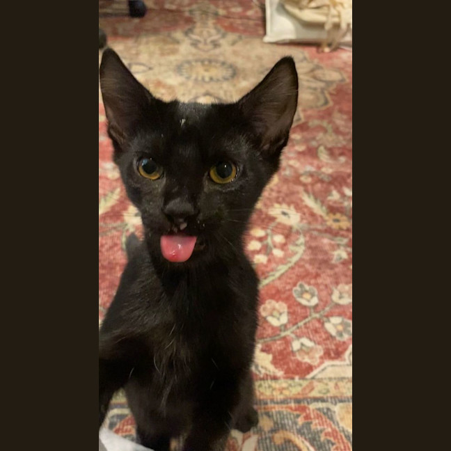 Photo of Bella