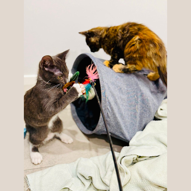 Photo of Dora And Tom