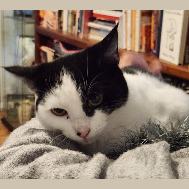 Photo of Blossom