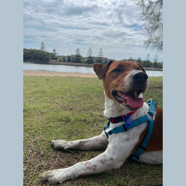 Photo of Fenton   2 Year Old Jack Russell