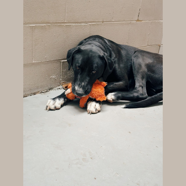 Photo of Luna