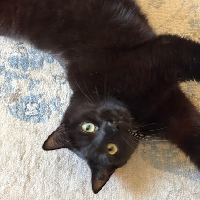 Photo of Midnight