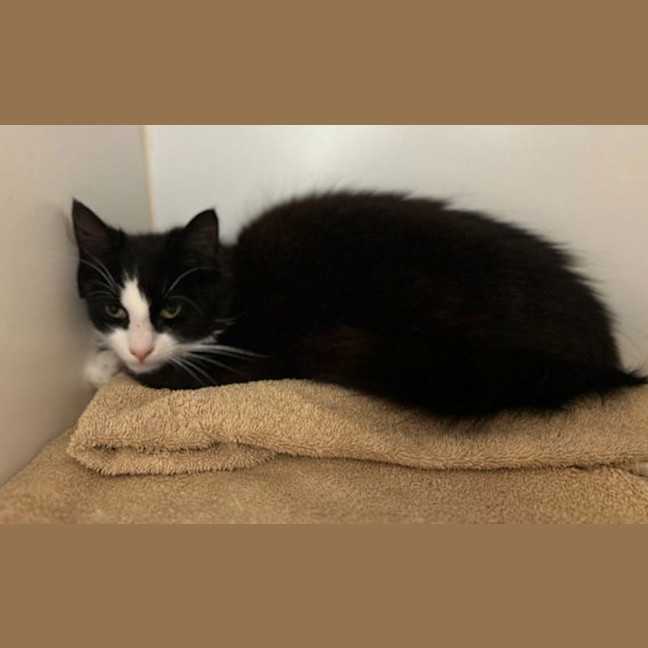 Photo of Oreo