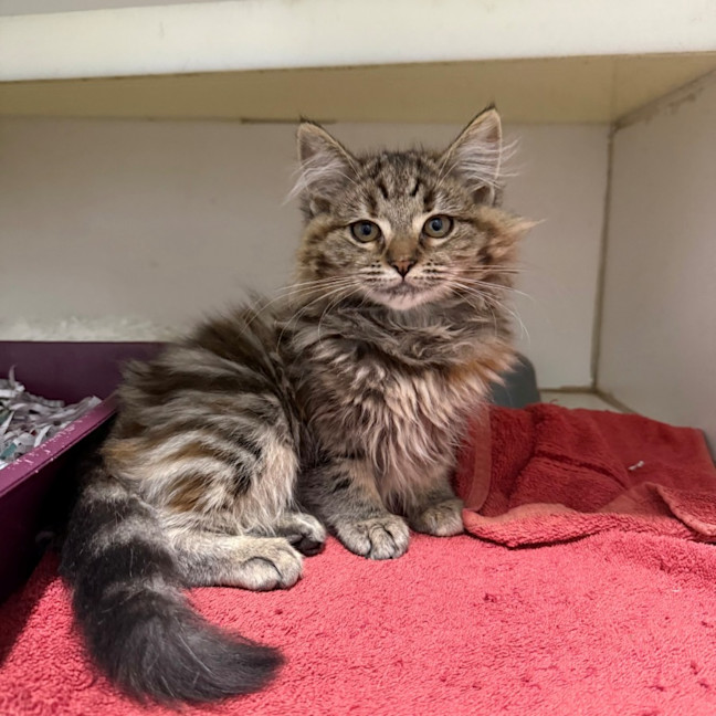 Photo of Willow