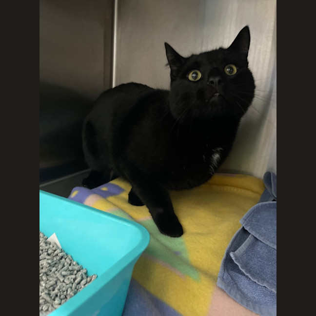Photo of Shadow
