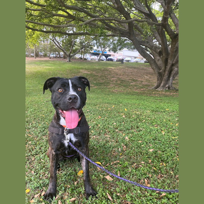 Photo of Gypsie