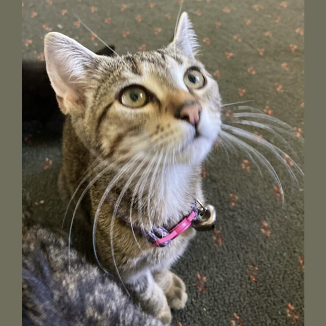 Photo of Tabitha