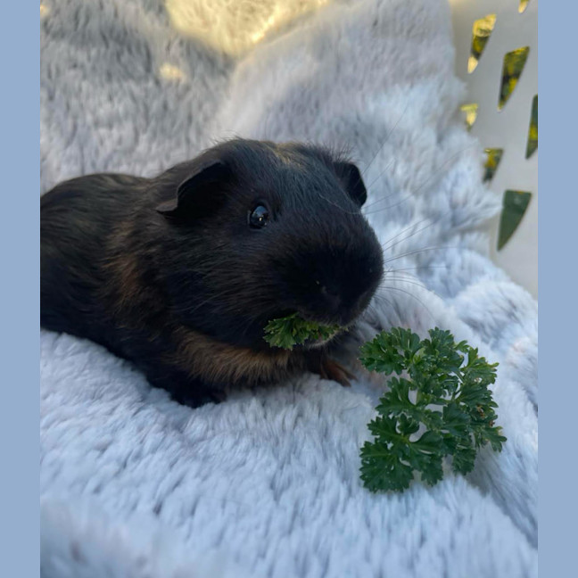 Photo of Moon & Eclipse 