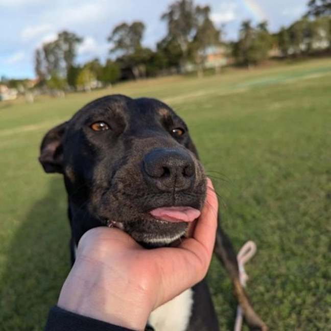 Photo of Koda *$250 Adoption Fee*