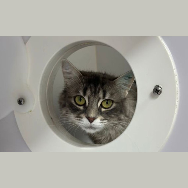 Photo of Oreo