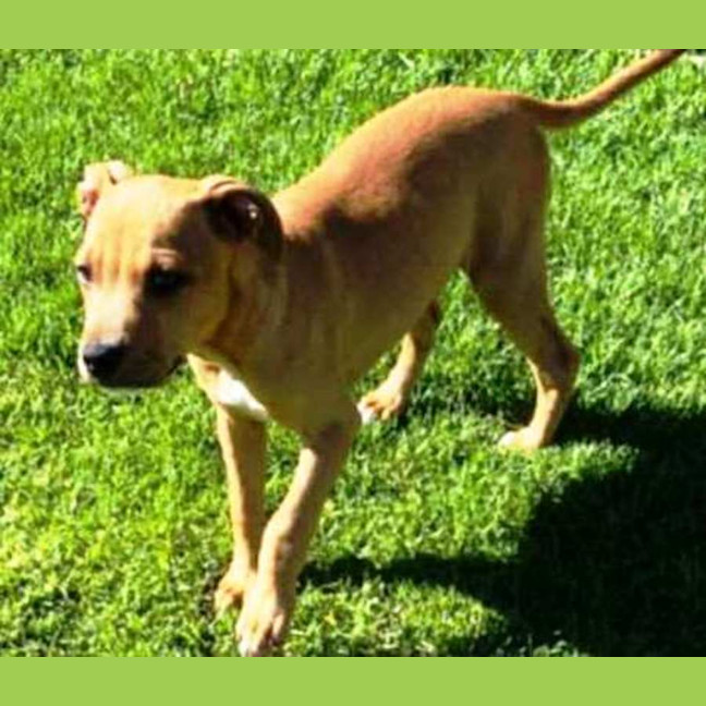 Photo of Walter ~ Staffy X Beagle Puppy