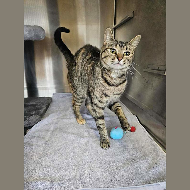 Photo of Comet